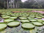 YUNNAN